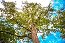 Best Tree Health Inspection  in Marlow Heights, MD