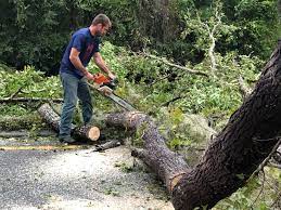 Best Tree and Shrub Care  in Marlow Heights, MD