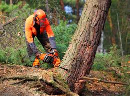 Best Seasonal Cleanup (Spring/Fall)  in Marlow Heights, MD