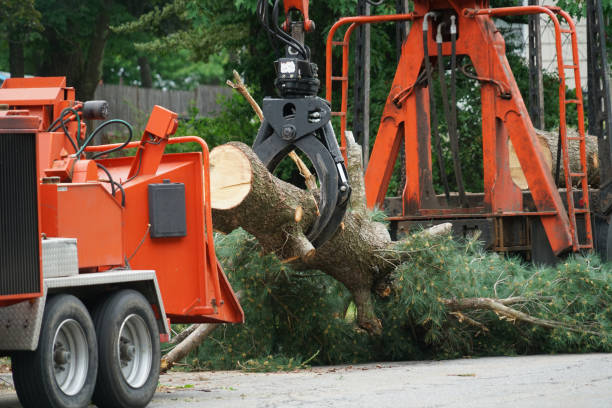 Trusted Marlow Heights, MD Tree Removal Experts