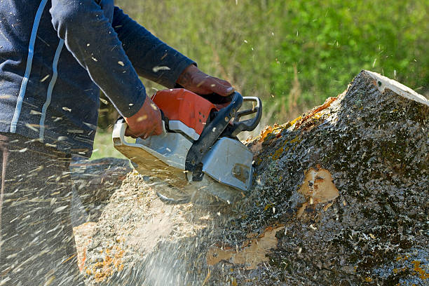 Best Stump Grinding and Removal  in Marlow Heights, MD