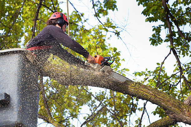 Best Tree Preservation Services  in Marlow Heights, MD