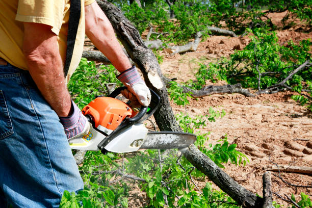 Best Tree Removal  in Marlow Heights, MD