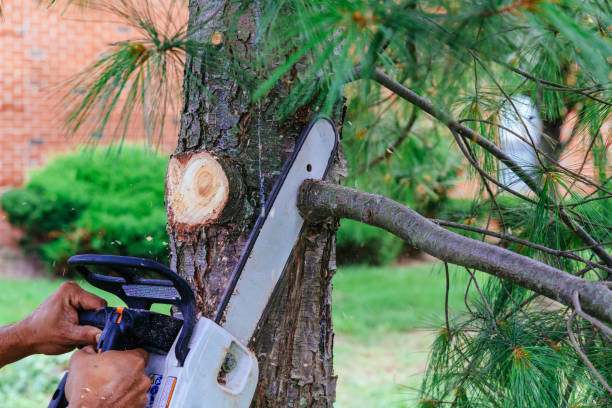 Best Emergency Tree Removal  in Marlow Heights, MD